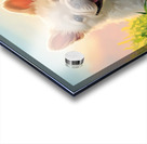 Tired French Bulldog Puppy Resting After Playing Acrylic print