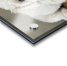 Patient Bichon Frise Puppy Waits By Food Bowl Acrylic print