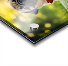 Pug Puppy Relaxes After Fun Day Acrylic print