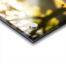 Bichon Frise Puppy Exploring The Garden Alone Acrylic print