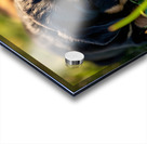 Sleepy Puppies Rest After Playing Hard Acrylic print