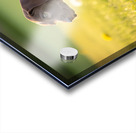 Confident Puppy Masters The Art Of Walking Acrylic print