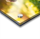 Beagle Puppy Senses Something Strange Behind Him Acrylic print