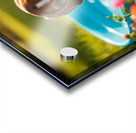 Beagle Puppy Discovers The Kiddie Pool Acrylic print