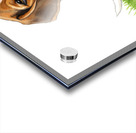 Beagle Puppy Confused After Bubbles Pop Away Acrylic print