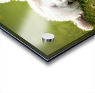 Tired Poodle Puppy Rests After Ball Play Acrylic print