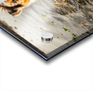 Playful Australian Shepherd Puppy Splashes In Shallow Tide Pool Acrylic print