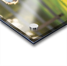 Australian Shepherd Puppy Discovers Big Chew Toy Acrylic print