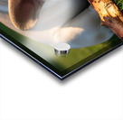 Tired French Bulldog Puppy Rests After Stick Chewing Session Acrylic print