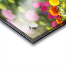 French Bulldog Puppy Finds Perfect Stick In Garden Acrylic print