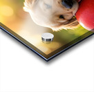 Exhausted Golden Retriever Puppy Rests Beside The Giant Ball Acrylic print