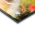 Golden Retriever Puppy Discovers A Giant Red Ball Acrylic print