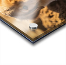 Happy Golden Retriever Puppy Sits In Ruins Of Destroyed Castle Acrylic print