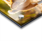 Corgi Puppy Discovers Sandy Shore Acrylic print