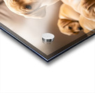 Happy Labrador Retriever Puppy Settles Into Cozy Spot Acrylic print