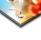 Shih Tzu Puppy Discovers Beautiful Butterfly In Garden Acrylic print