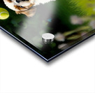 Victorious Shih Tzu Puppy With Tennis Ball Prize Acrylic print