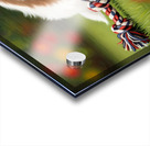 Shih Tzu Puppy Sound Asleep After Playtime Acrylic print