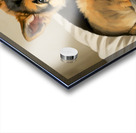 German Shepherd Puppy Snuggles With Cat Friend Acrylic print