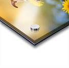 Happy Chihuahua Puppy After Sniffing Dandelion Acrylic print