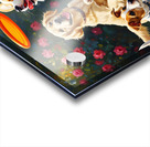 Pembroke Corgi Puppy Ready To Jump For Flying Frisbee Acrylic print