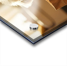 Bichon Frise Puppy Hiding In Paper Bag Acrylic print