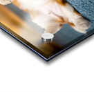 Shih Tzu Puppy Hopes For Belly Rub Time Acrylic print