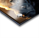 Pug Puppy Rests After Exciting Play Session Acrylic print