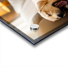 Golden Puppy Finds Spot On Crowded Couch Acrylic print