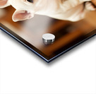 Satisfied French Bulldog Puppy Rests After Birthday Celebration Acrylic print