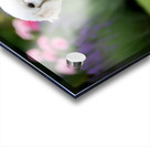 Proud Poodle Puppy Masters Stay Command Acrylic print