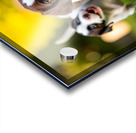 German Shorthaired Pointer Puppy Discovers Big Chew Toy Acrylic print