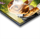 Beagle Puppy Discovers Garden Surprise Acrylic print