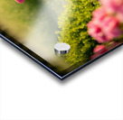 French Bulldog Puppy Discovers A Big Red Hat Acrylic print