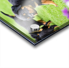 Rottweiler Puppy Starts The Chase In Sunny Yard Acrylic print