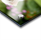 Poodle Puppy Ready To Learn Stay Command Acrylic print