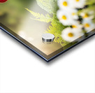 Happy French Bulldog Puppy Rests In Shade Under His Hat Acrylic print