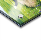 Border Collie Puppy Ready For Adventure Acrylic print