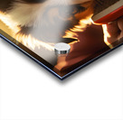 Australian Shepherd Puppys First Brush Encounter Acrylic print