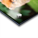 Pomeranian Puppy Sees Extended Hand Acrylic print