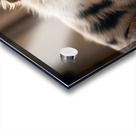 Australian Shepherd Puppys Perfect Nap Spot Acrylic print