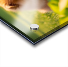 Happy Pomeranian Puppy After Learning Handshake Acrylic print