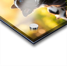 Sleepy Border Collie Puppy Finally Rests With Pack Acrylic print