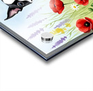 Boston Terrier Puppy Discovers Wildflower Meadow Acrylic print