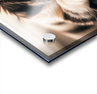 Alert Australian Shepherd Puppy Ready To Play Acrylic print