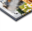 Australian Shepherd Puppy Discovers Picnic Spread Acrylic print