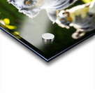 Australian Shepherd Puppy Catches Tennis Ball Acrylic print