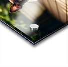 Boston Terrier Puppy Bouncing In Garden Acrylic print