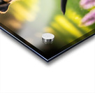 German Shepherd Puppy Returns Pinecone For Another Round Acrylic print