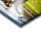 German Shepherd Puppy Watches Pinecone Soar Through Air Acrylic print